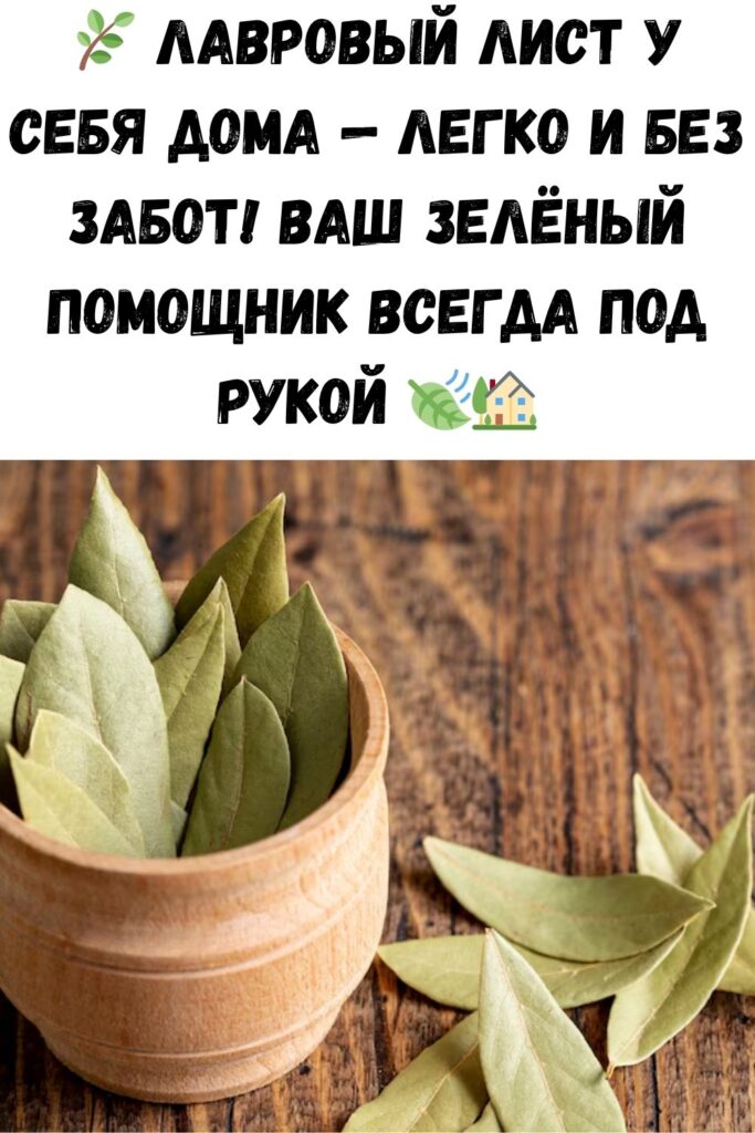 Как легко и без хлопот вырастить лавровый лист