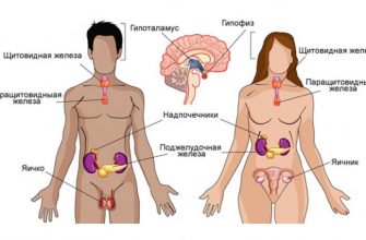 Про гормоны. Оказывается у гормонов тоже есть «часы работы».