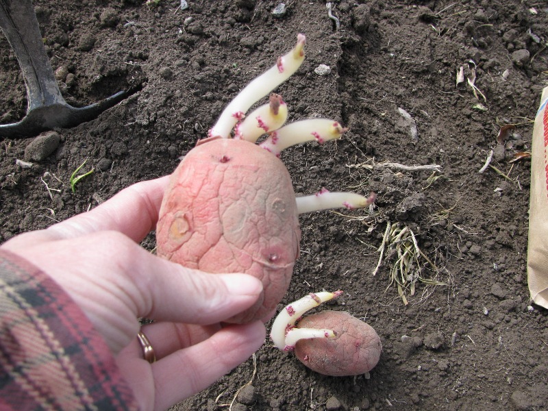 Секреты посадки картофеля, о которых вы, возможно, еще не знали