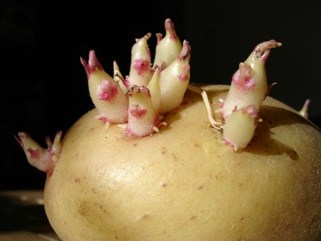 Секреты посадки картофеля, о которых вы, возможно, еще не знали