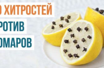 10 способов борьбы с комарами и их укусами