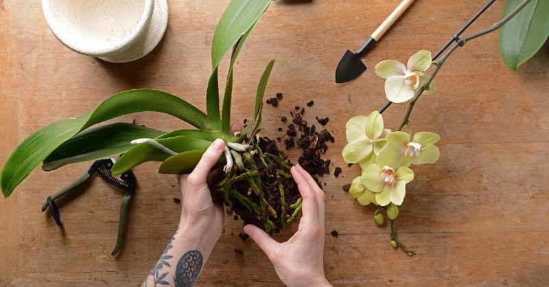 Почему у орхидеи корни растут вверх и как их остановить