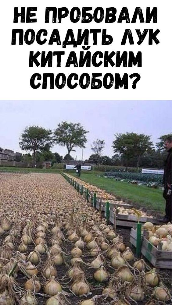 Не пробовали посадить лук китайским способом? Не пробовали посадить лук китайским способом?