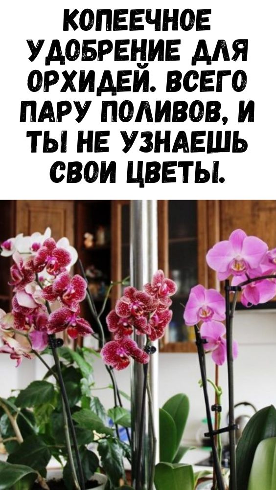 Копеечное удобрение для орхидей. Всего пару поливов, и ты не узнаешь свои цветы.