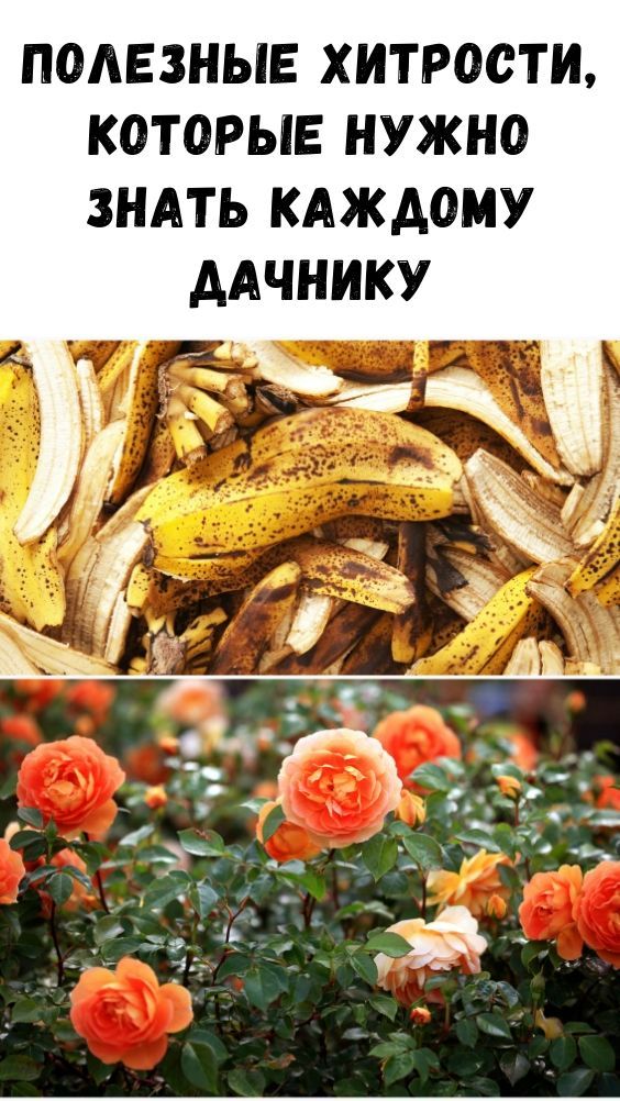 16 ПРАКТИЧНЫХ ХИТРОСТЕЙ, КОТОРЫЕ ПОЛЕЗНО ЗНАТЬ КАЖДОМУ ДАЧНИКУ 16 ПРАКТИЧНЫХ ХИТРОСТЕЙ, КОТОРЫЕ ПОЛЕЗНО ЗНАТЬ КАЖДОМУ ДАЧНИКУ