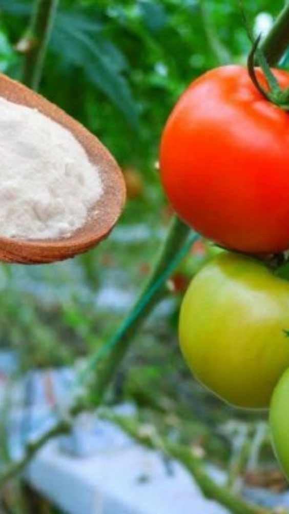 10 способов применения пищевой соды в саду и огороде